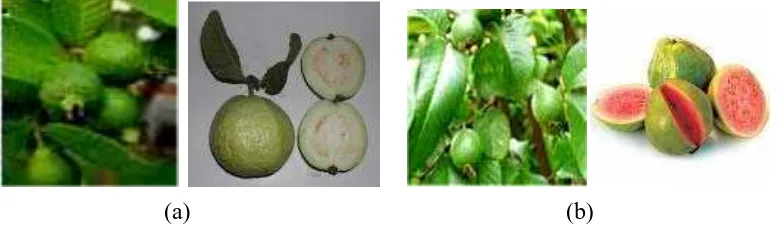 Gambar daun dan buah P. guajavabuah merah (b).  berdaging-buah putih (a) dan P. guajava berdaging- 