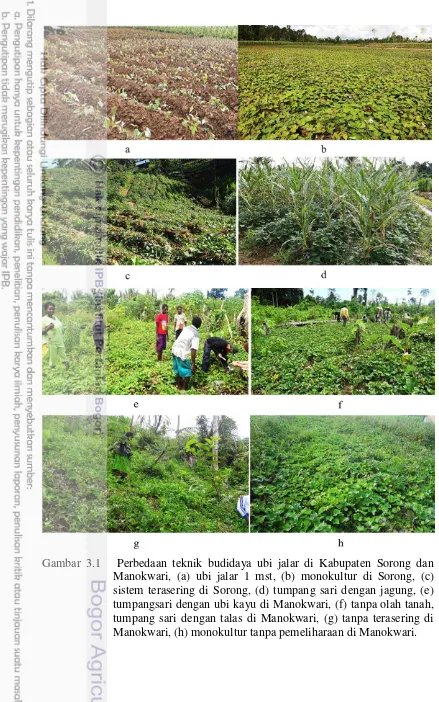 Gambar 3.1   Perbedaan teknik budidaya ubi jalar di Kabupaten Sorong dan  