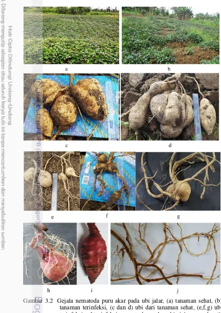 Gambar 3.2  Gejala nematoda puru akar pada ubi jalar, (a) tanaman sehat, (b)  