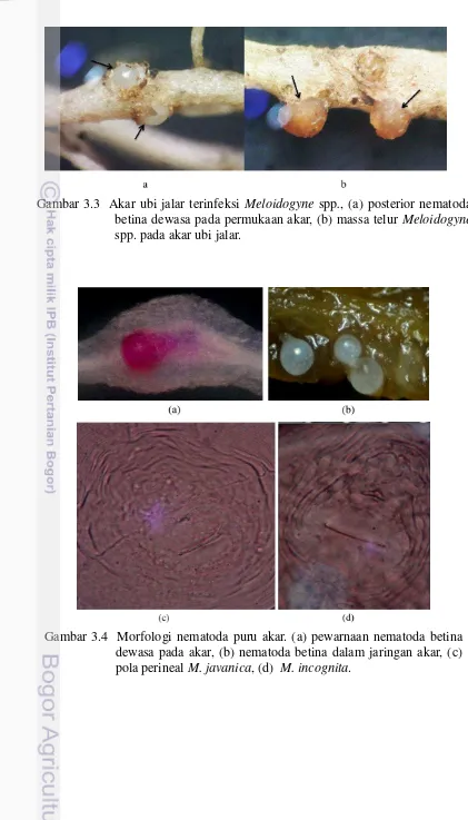 Gambar 3.3  Akar ubi jalar terinfeksi  Meloidogyne spp., (a) posterior nematoda 