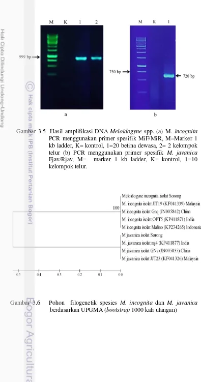 Gambar 3.5  Hasil amplifikasi DNA Meloidogyne spp. (a) M. incognita 