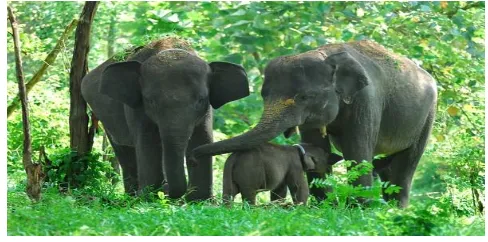 Gambar 1.8 Gajah Sumatera 