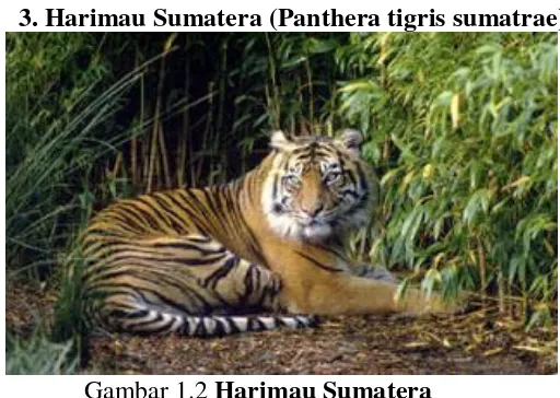 Gambar 1.2 Harimau Sumatera Harimau Sumatera (Panthera tigris sumatrae) adalah subspesies harimau yang habitat aslinya di pulau Sumatera, merupakan satu dari enam subspesies harimau yang masih bertahan hidup hingga saat ini dan termasuk dalam klasifikasi s