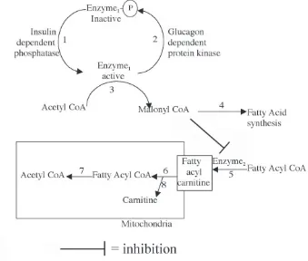 Gambar di bawah menunjukkan beberapa jalur yang terlibat dalam metabolisme