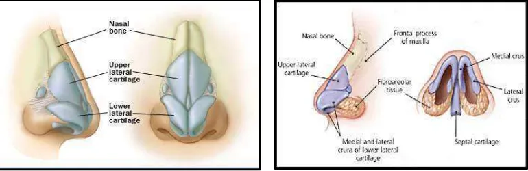 Gambar 1. Anatomi hidung.8 