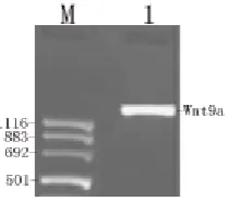 Fig. 3  Insert of anti-human Wnt9a RNA and sequenced. A: one kind of tested insert of anti-human Wnt9a RNA is shown that it begins immediately after the SalⅠ sequence, and termination occur after the UUUU at 3' terminus of the insert;  B: sequenced the cDN