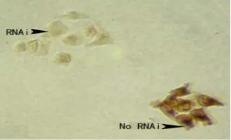Fig. 6  The influence of cell cycle after RNAi and over  expression of Wnt9a. 