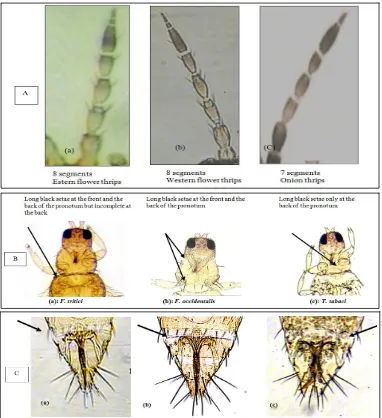 Fig. 1  A: The antennae of Frankliniella tritici (a) & F. occidentalis (b) have eight segments and those of Thrips tabaci (c) have seven segments; B: The pronotum of F