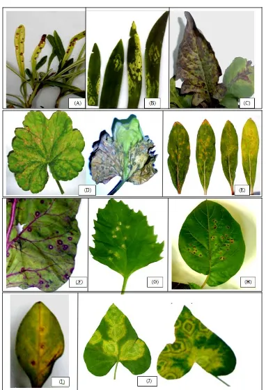 Fig. 2  Symptoms of infection with impatiens necrotic spot virus on several ornamentals in the Giza area