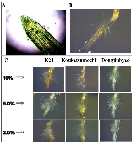 Fig. 1  Haustoria induction among the 3 rice cultivars. A: Root tip of T. versicolor before treatment; B: Root tip treated by water; C: Root tip treated by rice extracts and haustoria induced