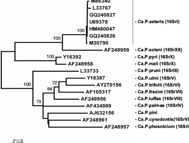 Fig. 2  Phylogenetic tree based on 16S rRNA gene sequences of phytoplasma isolates from Brussels sprout (GQ240826, GQ840827,  HM480047) and 16 other sequences representing reference strains of different phytoplasma phylogenetic groups