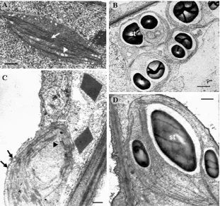 Fig. 4  Ultrastructural aspects of plastids from control and salt-tolerant cells. (A) Plastid from control callus tissue showing  (D) Detail of plastid from salt-tolerant tissue showing the lower level of organization than control cells but with a well dev
