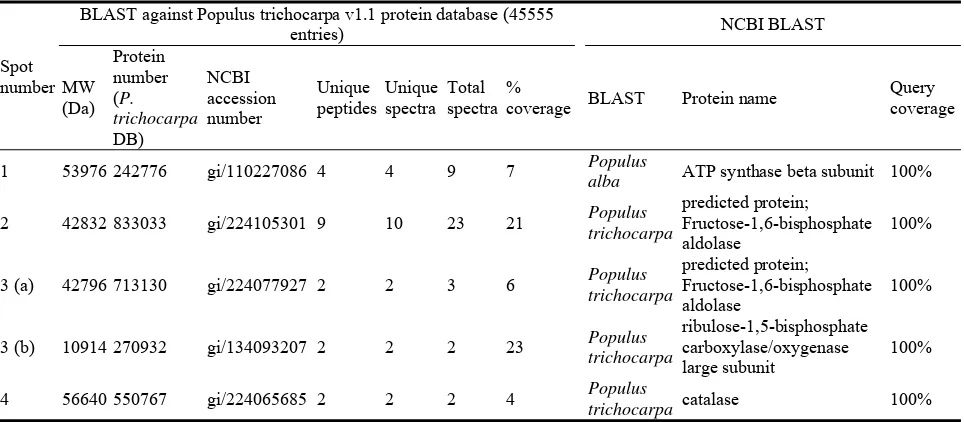 Fig. 4  Focusing of RuBisCO LS region. Gel Code Blue. A: 1.25% (v/v) IPG 4 -7 NL buffer + 50 µg proteins loaded; B: 1.25% (v/v) IPG 4-7 NL buffer + 300 µg proteins loaded; C: no IPG 4-7 NL buffer + 300 µg loaded