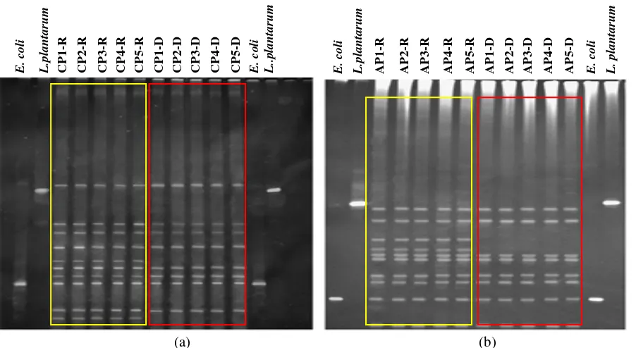 Fig. 2  Factorial variance analysis of 16S rDNA banding profiles for fish bacterial communities from two different districts of An  Giang province of Viet Nam in rainy season (R) and dry season (D)