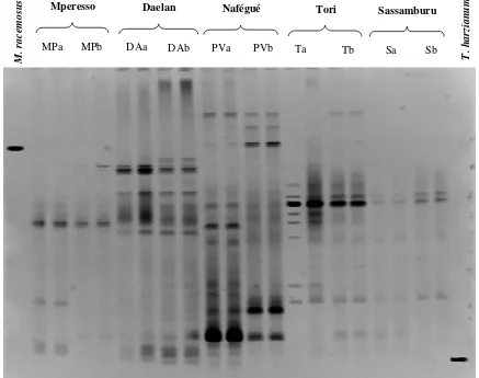 Fig. 3  PCR-DGGE 28S rDNA band profiles of Shea tree fruit from five different districts from Mali