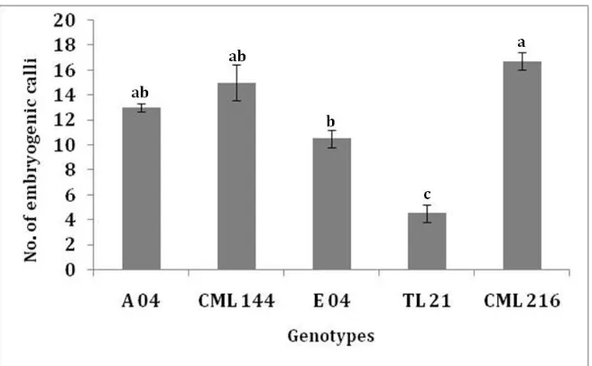 Fig. 3  Average number of type II embryogenic calli from three replicates per treatment induced from immature embryos  Values with the same later are not significantly different by Tukey’s pairwise comparison (harvested at 12 DAP in A 04, CML 144, E 04, TL