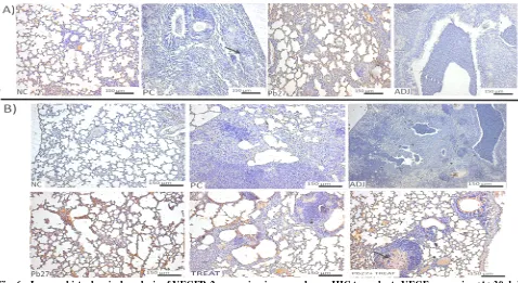 Fig. 6  Immunohistochemical analysis of VEGFR-2 expression in mouse lungs. IHC to evaluate VEGF expression (A) 30 dpi  and (B) 90 dpi
