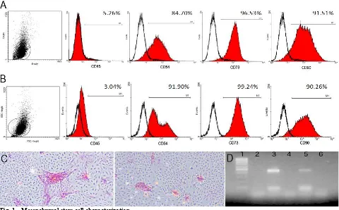 Fig. 1  Mesenchymal stem cell characterization.  ATMSC (A) and BMMSC (B) were phenotypically characterized by flow cytometry, differentiated to ECM mineralizing osteoblasts (C – ATMSC left panel, BMMSC right panel), and collagen II expressing chondrocytes 