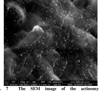 Fig.  7  The SEM image of the actinomycetes Streptosporangium spp. 94A cells after interacting with chloroauric acid for 3.5 days