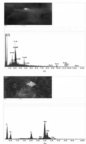 Fig. 8  The EDAX spectra of (a) gold nanoparticles in  Streptomyces Arthrobacter globiformis 151B and (b) silver nanoparticles in spp