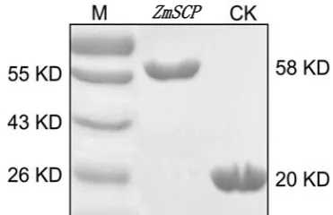 Fig. 3  Identification of recombinant plasmid pET32a(+)- ZmSCP. (a) Results of PCR with the template of plasmid; (b) Detection of double restriction enzyme digestion of plasmid pET32a(+)-ZmSCP
