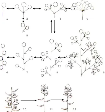 Fig. 2  Main inflorescences types in the  3-many-circled (compound) dichasia; 4-umbrellate dichasia; 5-monochasia; 6-spike; 7-raceme; 8-thyrse; 9-panicle-like thyrse; Celastrales and possible trends of their evolution: 1-single flower; 2-simple dichasia; 1