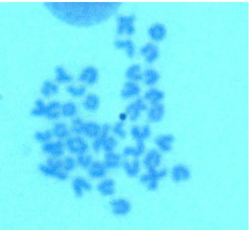Fig. 2  Metaphase plate and karyotype of Caspian goby No. 54.6-2 (male 69 mm): 2n = 38
