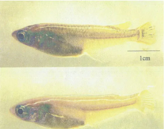 Fig. 1  Oryzias latipes. Above B-R- (K-11) strain (Western-Seto-Inland population, Okayama Prefecture, Japan, control)  and below BdlR strain (Kochi Prefecture, Japan)