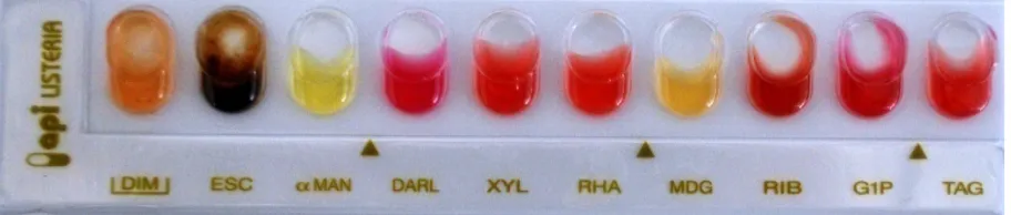 Fig. 1  Result of Api listeria (6010) test used for identification of of Listeria spp