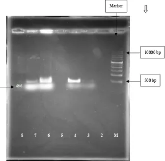 Fig. 2  Agarose gelelectrophoresis of the PCR amplication products of  sequence. Lane 1: 1Kb DNA ladder; Lane 2: negative control; Lane (3-4-6-7): samples positive forL