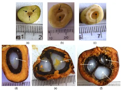 Fig. 1  Sections of fruits of Elaeis guineensis var. dura. (a): fruit with three cavities (17 DPP); (b): fruit with two cavities (28 DPP); (c): fruit with one cavity (42 DPP); (d): 1-seeded fruit (168 DPP); (e): 2-seeded fruit (168 DPP); (f): 3-seeded frui