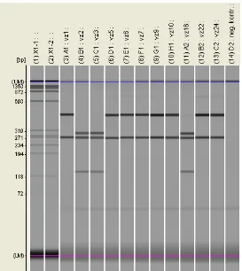 Fig. 3  Haplotype cyt b 430: AluI Cytochrome b (GenBank OCU07566) = 430-262bp, 571A (190Threonine-T) + 877G (292Alanine-A)