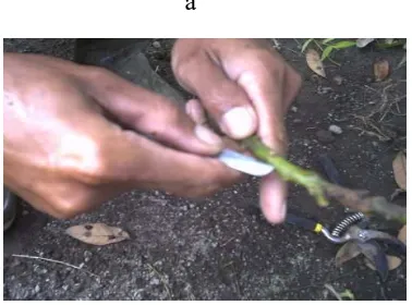 Gambar 4. 4 Cara perbanyakan tanaman dengan okulasi yaitu: (a).Kulit 