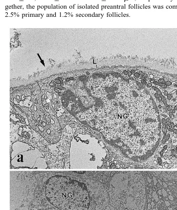 Fig. 4. Electron micrographs of preantral follicles after mechanical isolation showingŽ .membrane arrow ; L: Basal lamina, andathe basementŽ.Ž .ba normal follicle