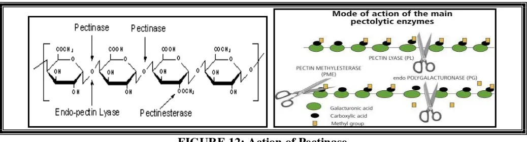 FIGURE 12: Pectinase improves the color and the aroma of the juice. When the pectinase breaks down the pectin, it removes the cloudiness in the fruit juice