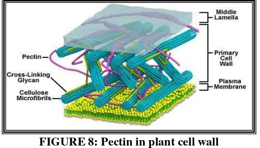 FIGURE 9: Chemical structure of pectin molecule 