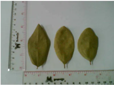 Gambar 1.Tumbuhan Karamunting (Rhodomyrtus tomentosa Wight.) 