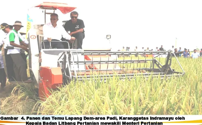 Gambar  4. Panen dan Temu Lapang Dem-area Padi, Karanggetas Indramayu oleh Kepala Badan Litbang Pertanian mewakili Menteri Pertanian 