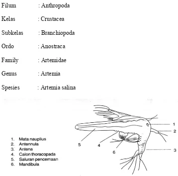 Gambar 1. Morfologi Artemia (Isnansetyo dan Kurniastuty, 1995)