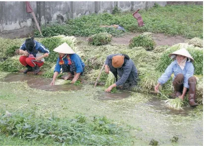 Gambar 1. Perempuan Vietnam panen tanaman air yang dapat dimakan dari sumber air yang tercemar 