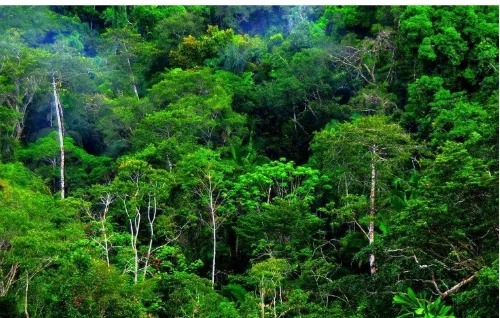 Gambar 2. Potensi sumber daya hutan (Sumber: batampos.co.id)