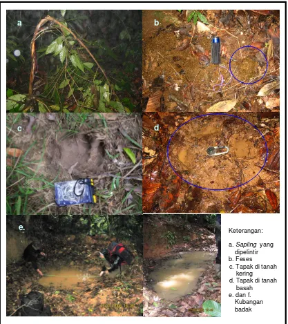 Gambar 10. Tanda-tanda keberadaan badak sumatera yang ditemukan di 