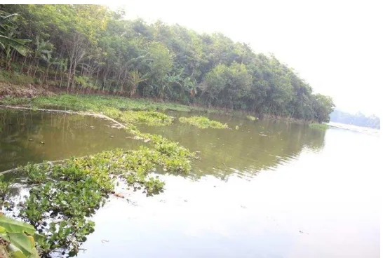 Gambar II.10 Habitat Eceng gondok (sungai citarum-waduk saguling) Sumber : Dokumentasi pribadi (5 Mei 2013) 