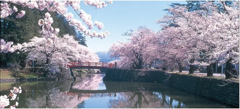 Gambar 9. Pemandangan Pohon Sakura