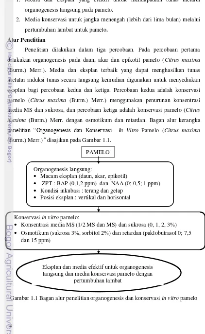 Gambar 1.1 Bagan alur penelitian organogenesis dan konservasi in vitro pamelo 