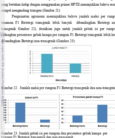 Gambar 22.  Jumlah malai per rumpun F1 Batutegi transgenik dan non-transgenik 