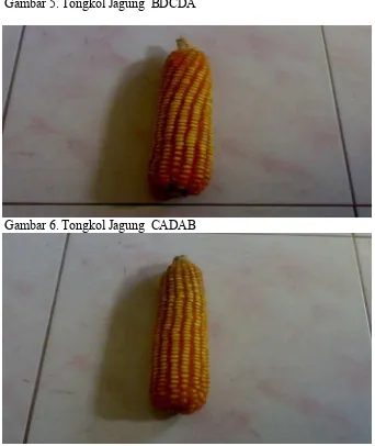 Gambar 5. Tongkol Jagung  BDCDA 