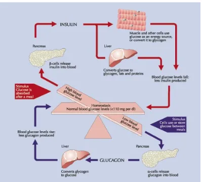 Gambar 1. Ketidakseimbagan glukosa darah