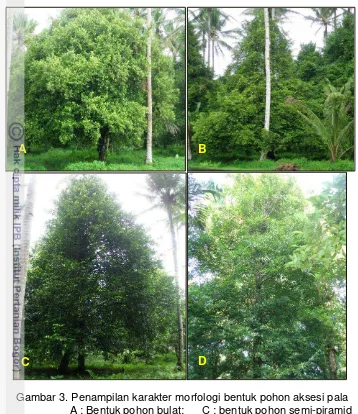 Gambar 3. Penampilan karakter morfologi bentuk pohon aksesi pala 