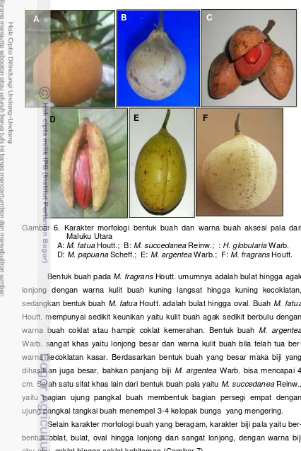 Gambar 6. Karakter morfologi bentuk buah dan warna buah aksesi pala dari 